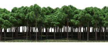 Lush green trees in forest, nature landscape