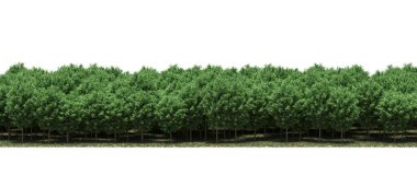 Lush green trees in forest, nature landscape