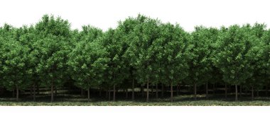 Lush green trees in forest, nature landscape