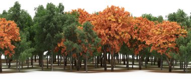 Autumnal forest with mixed green and orange trees