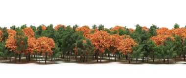 Autumnal forest with mixed green and orange trees