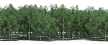 Lush green trees in forest, nature landscape