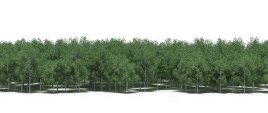 Lush green trees in forest, nature landscape