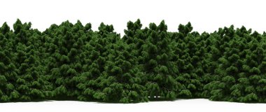 Lush green trees in forest, nature landscape