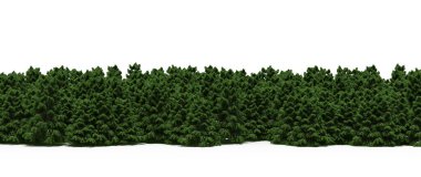 Lush green trees in forest, nature landscape