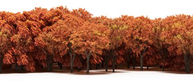 Bright orange trees in forest during autumn