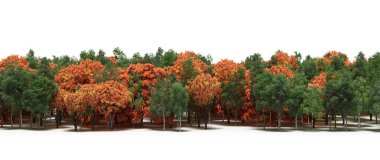 Autumnal forest with mixed green and orange trees