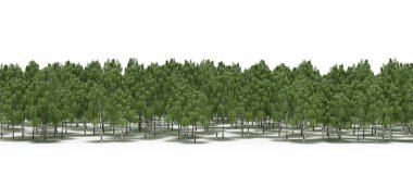 Lush green trees in forest, nature landscape