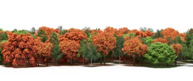 Autumnal forest with mixed green and orange trees