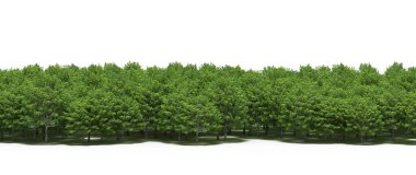 Spring forest with bright green deciduous trees