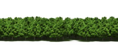 Spring forest with bright green deciduous trees