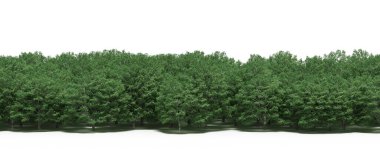 Spring forest with bright green deciduous trees