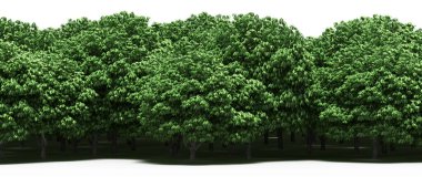 Spring forest with bright green deciduous trees