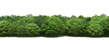 Spring forest with bright green deciduous trees