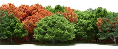 Autumnal forest with mixed green and orange trees