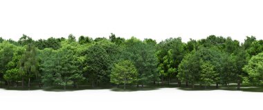 Spring forest with bright green deciduous trees