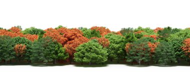 Autumnal forest with mixed green and orange trees