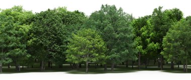 Spring forest with bright green deciduous trees