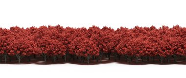 Lush crimson trees isolated on white background