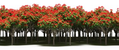 Autumnal forest with mixed green and orange trees