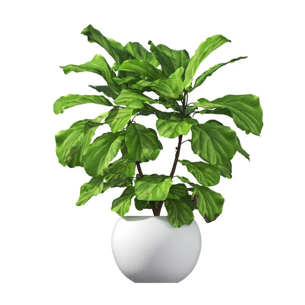 装饰花卉和植物内部 隔离在白色背景 3D插图 Cg渲染 — 图库照片