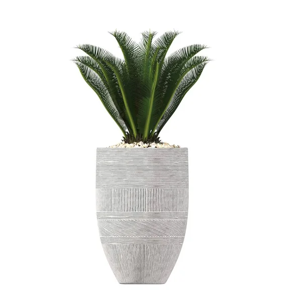 Decorative Flowers Plants Interior Isolated White Background Illustration Render — Stok Foto