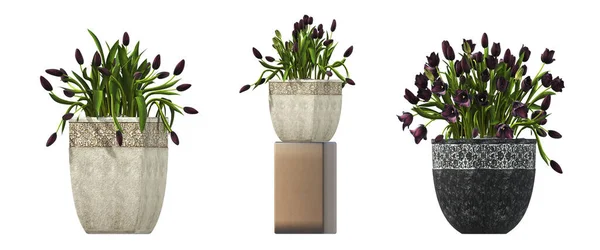 Decorative Flowers Plants Interior Isolated White Background Illustration Render — Zdjęcie stockowe