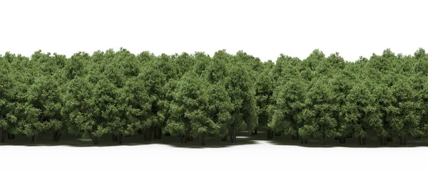 Lush green trees in forest, nature landscape