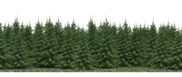 Lush green trees in forest, nature landscape