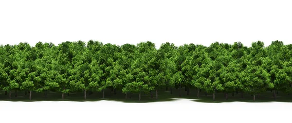 Spring forest with bright green deciduous trees