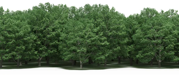 Spring forest with bright green deciduous trees