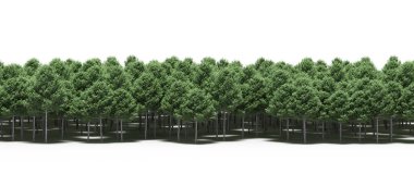 Forest with green trees during spring