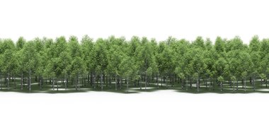 Forest with green trees during spring