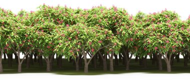 Çiçek açan pembe ağaçlar