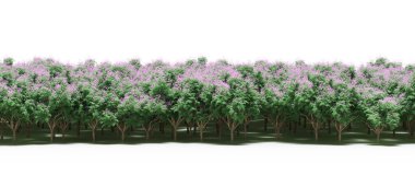 Çiçek açan pembe ağaçlar