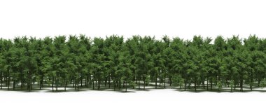 Forest with green trees during spring