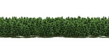 Forest with green trees during spring