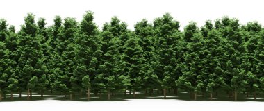 Forest with green trees during spring