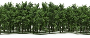 Forest with green trees during spring