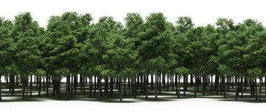 Forest with green trees during spring