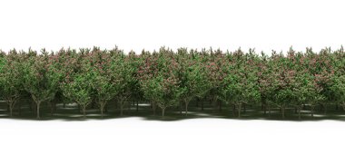 Forest with blooming green trees, nature background