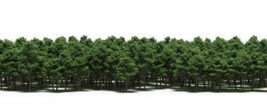 Forest with lush green trees, nature background