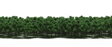 Forest with lush green trees, nature background