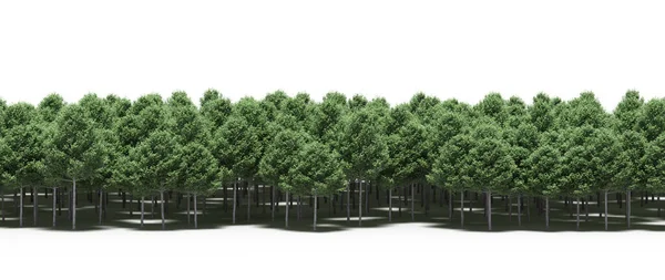 Forest with green trees during spring