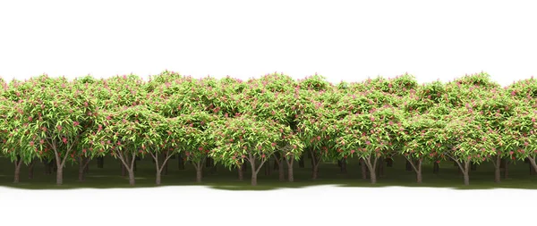 Çiçek açan pembe ağaçlar