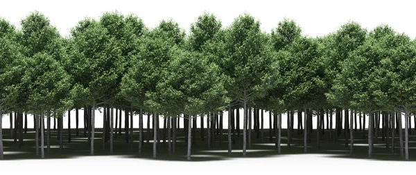 Лес Зелеными Деревьями Весной — стоковое фото