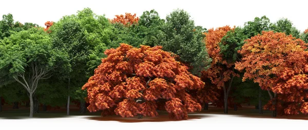 Green and brown trees during autumn