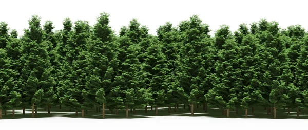 Forest with green trees during spring