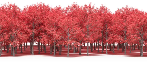 Bright pink blooming trees in spring