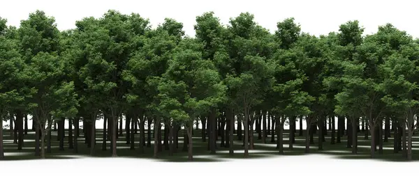 Forest with lush green trees, nature background